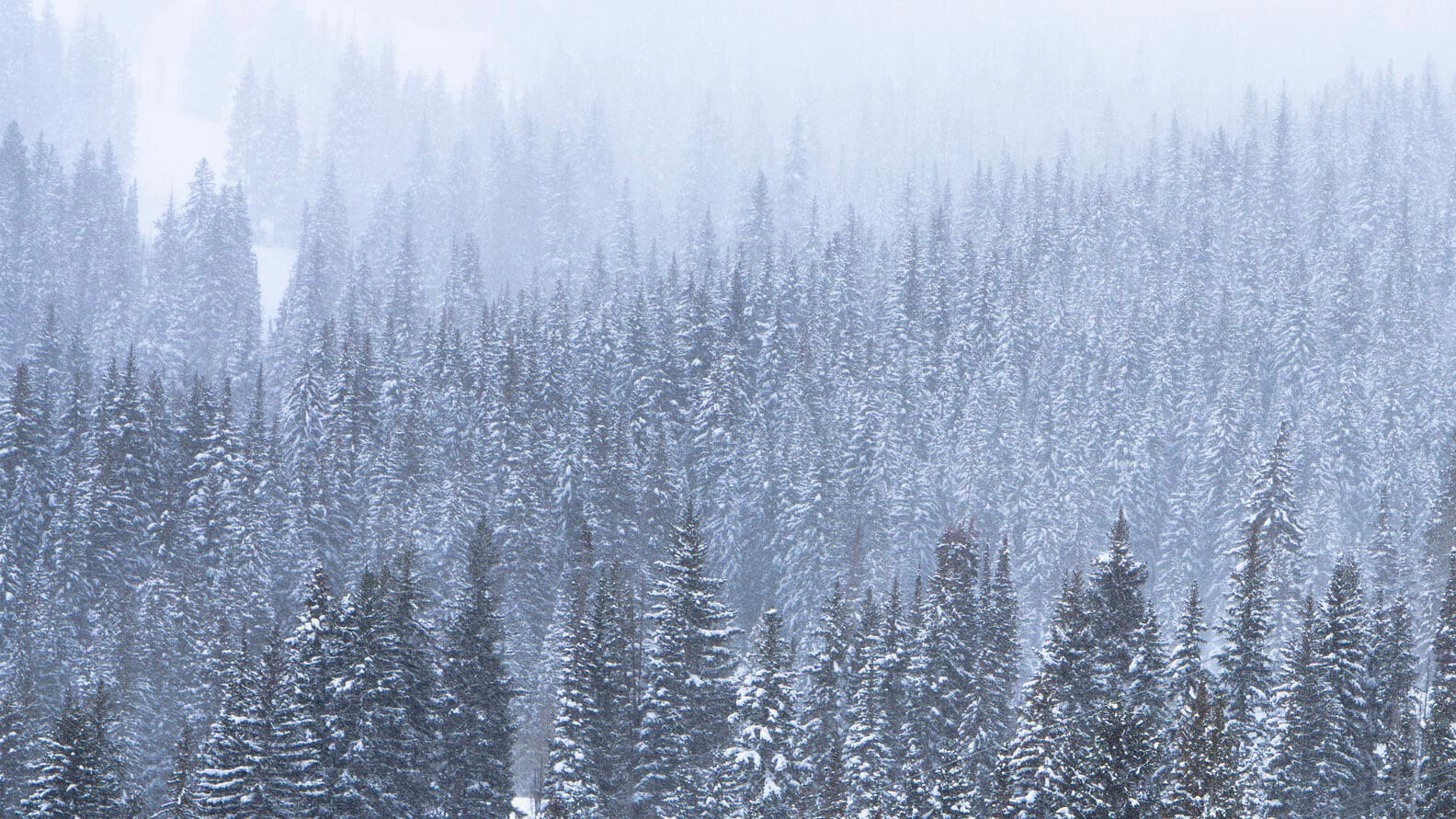 immunity boosters salt lake city