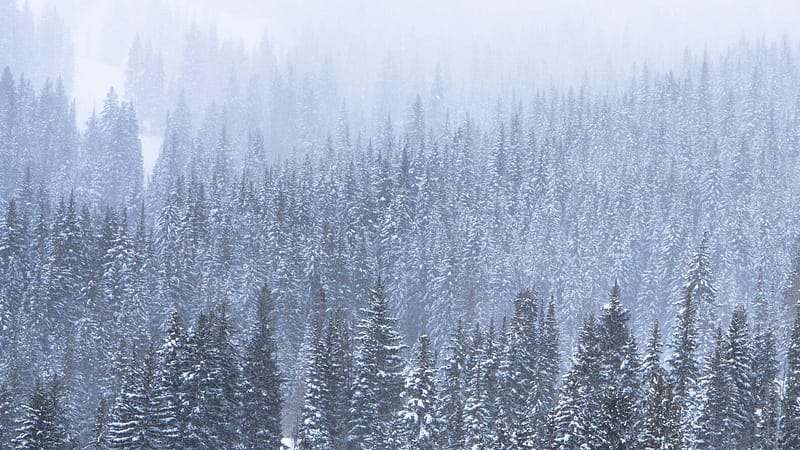 immunity boosters salt lake city